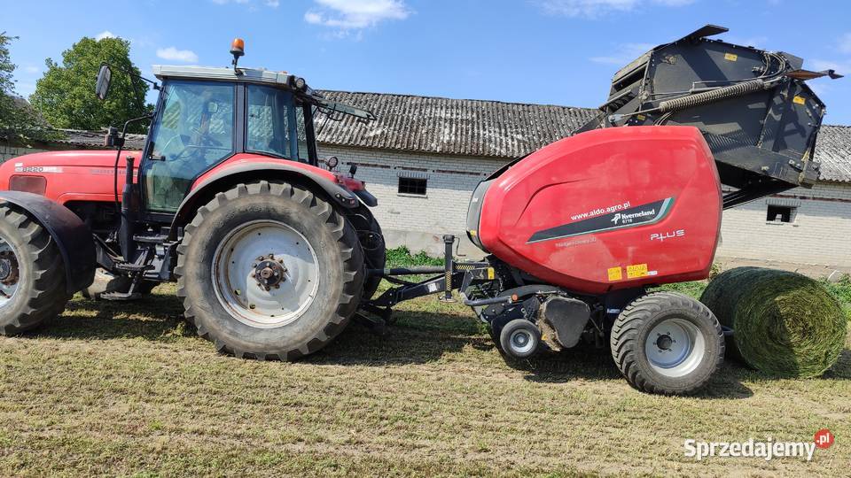 Sprzedam bele lucery Maków Mazowiecki sprzedam