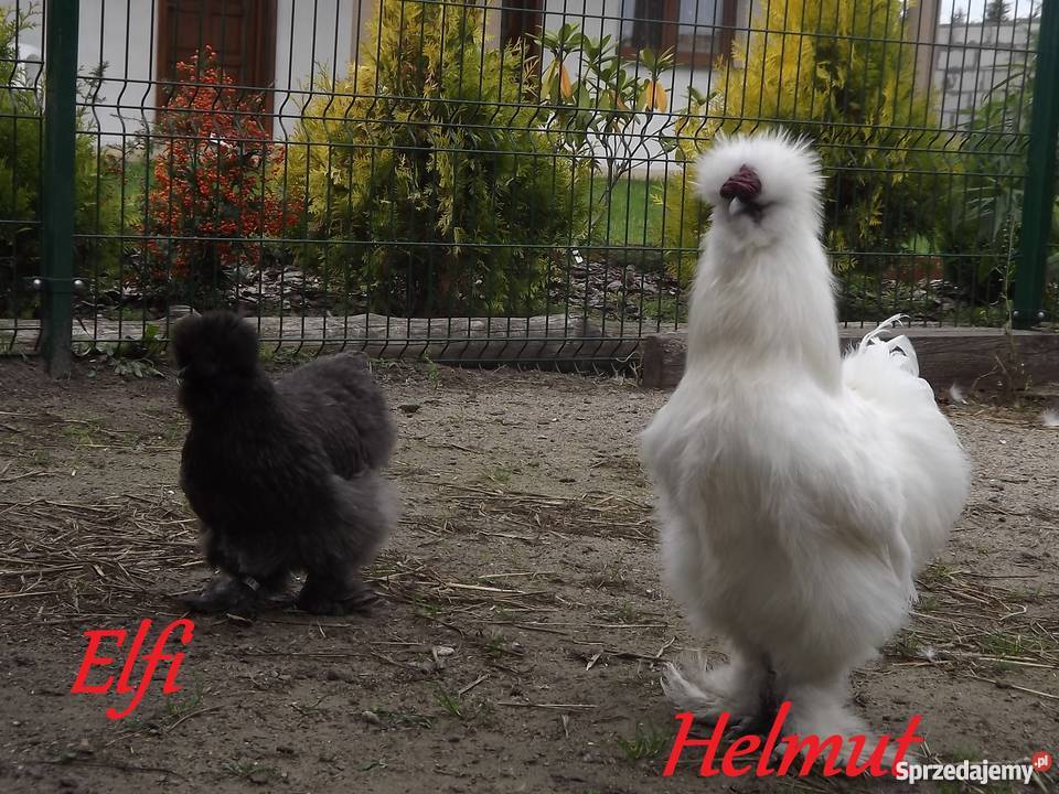 Silka jedwabista kurczęta Kołobrzeg