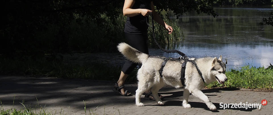 Krótka Smycz Amortyzowana Psa Soft Walk 08 PP Tychy