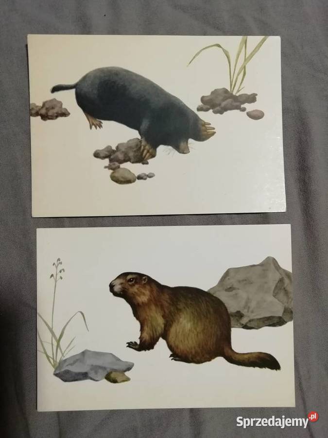 Ssaki chronione Desselberger małopolskie Kraków