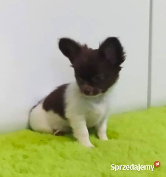 Chihuahua szczenięta super pies mini prawdziwy