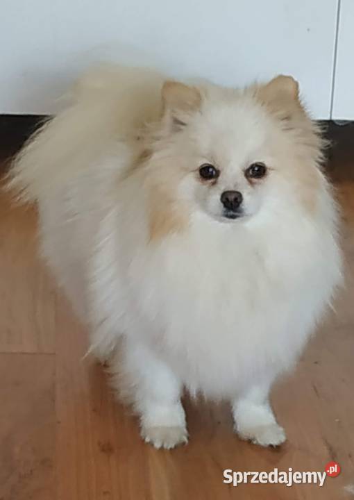 Szpice miniaturowe Gostynin