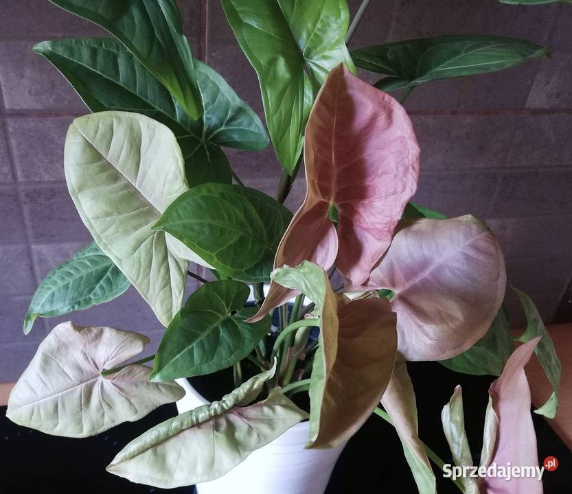 Zroślicha Syngonium kompozycja Neon Robusta i Szczecin sprzedam
