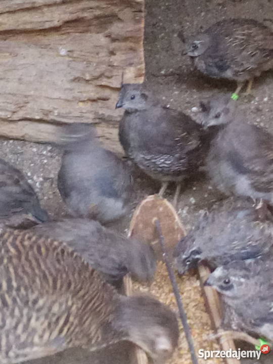 Przepiór kalifornijski Syców