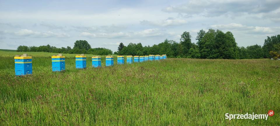 ODKŁADY Pszczele REZERWACJE na 2027 RODZINY Żywiec sprzedam