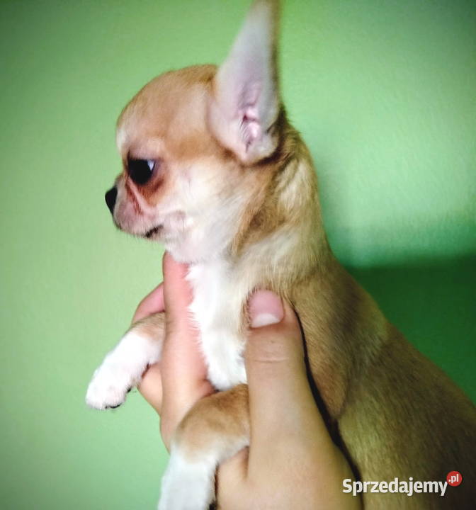 Suczka chihuahua gotowa na zmianę domu Zwierzęta Konin