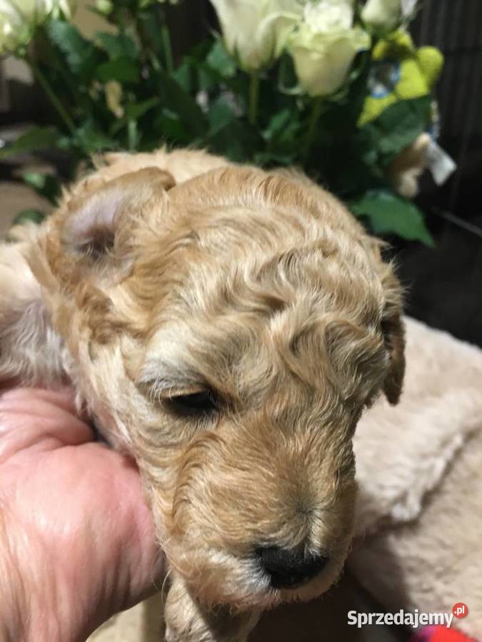 Pudelek toyminiatura Prochowice sprzedam