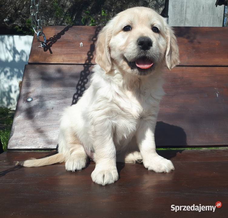 Golden Retriever Rodowód Radom