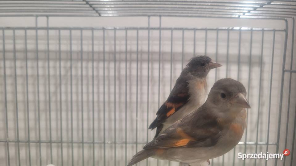 Czyżyki czerwone kapucynek