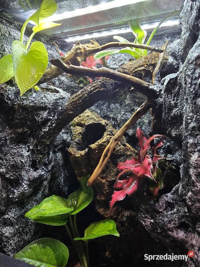 Terrarium tropikalne 25x25x40 z gekonami Ostrów Wielkopolski