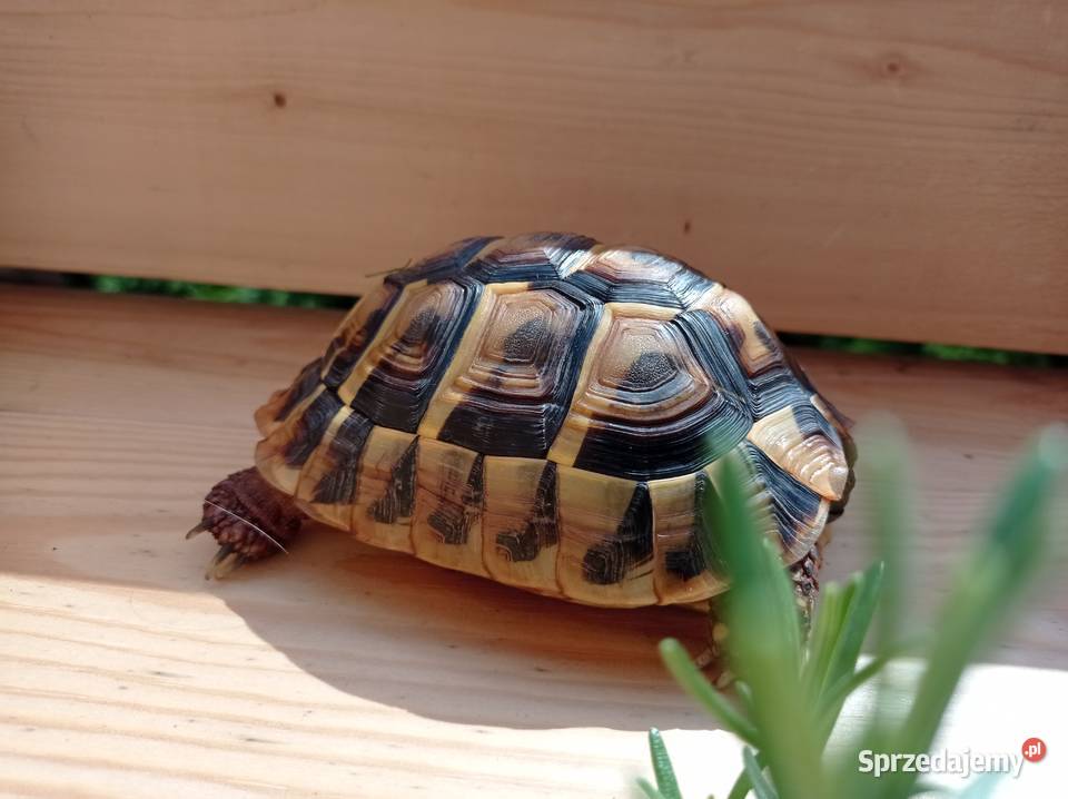 Zolw grecki samica zarejestrowany CITES 5 letni Gdańsk