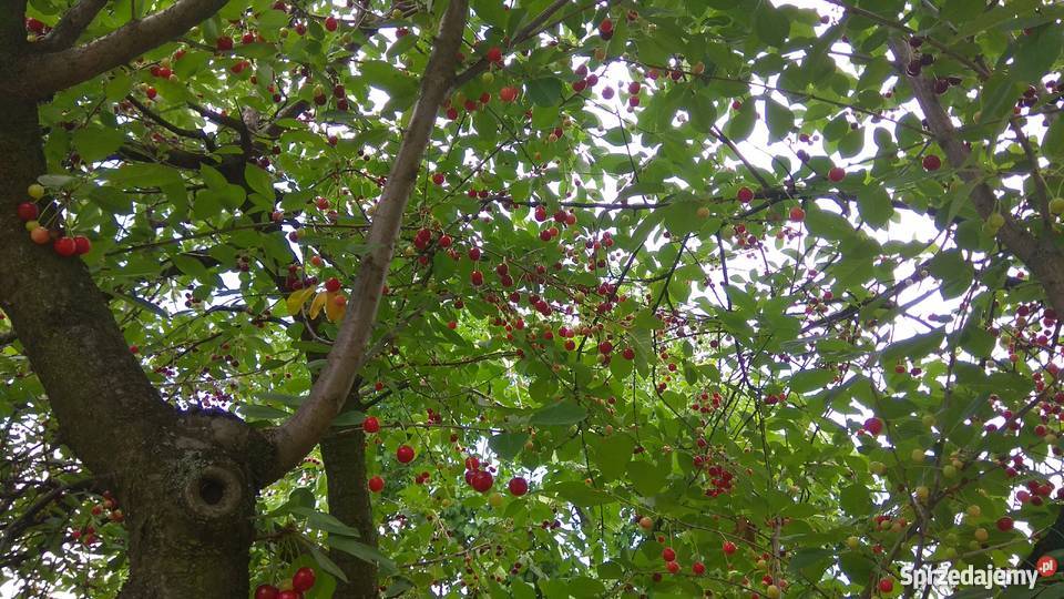 Działka Rod Factory annopol Warszawa