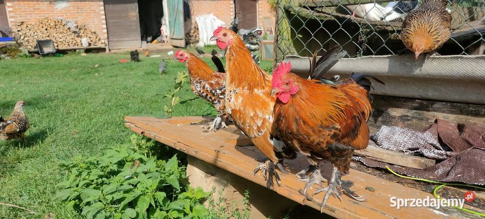Sprzedam koguty młode Tokarówka