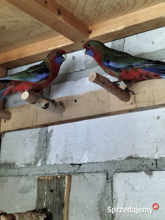 Rozella rozelle królewskie Krosno