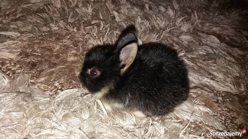 Króliki miniaturki rex Łódź