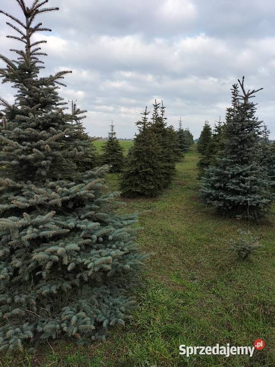 Choinka żywa świerk srebrny i zielony Rawa Mazowiecka sprzedam