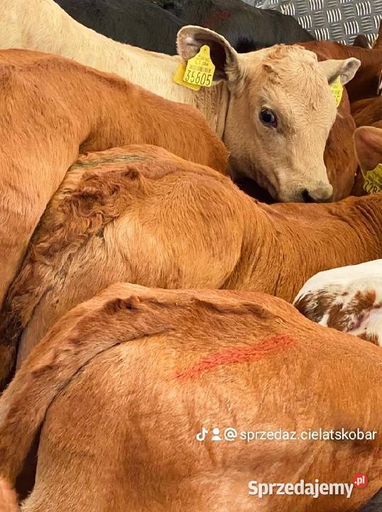 Sprzedaż cieląt mięsnych mazowieckie Płock