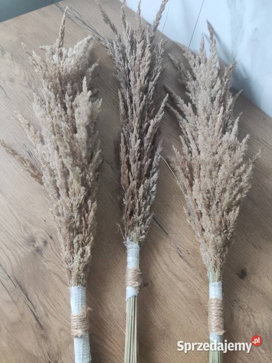 Suszone trawy palemki lubelskie