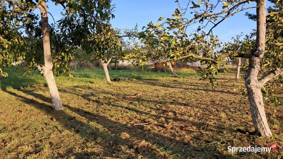 Koszenie wykaszanie usługi ogrodnicze wielkopolskie Rokietnica