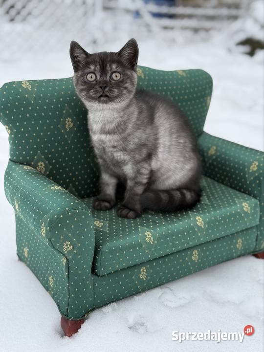 Brytyjskie koty czarnoniebieskie dolnośląskie Grochowa