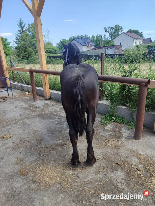 Sprzedam Kozienice