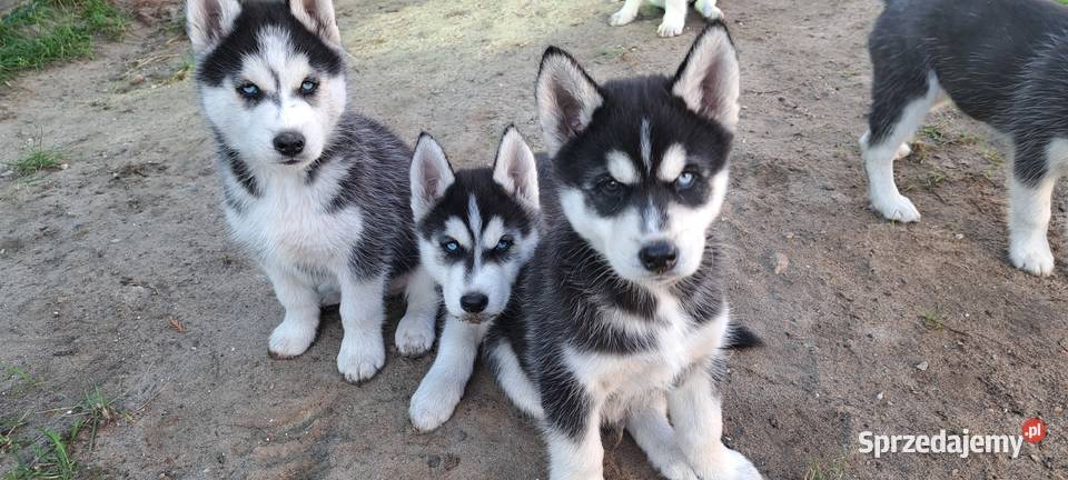 Husky szczenięta z rodowodem sprzedam