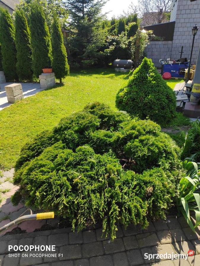 Przycinanie bonsai ciecie strych krzewów pod Chęciny