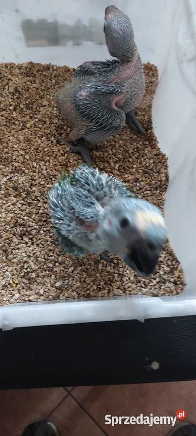 Amazonki niebieskoczelne pisklaki Wodzisław Śląski