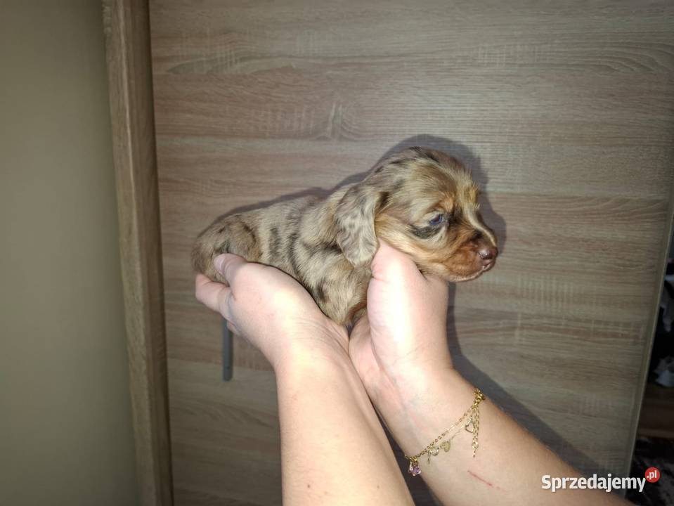 Jamnik Dackel dachshund choco merle