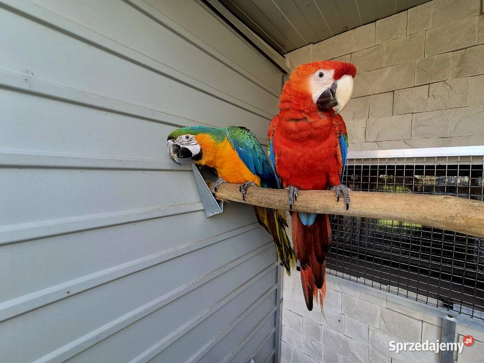 Ara Macao x Catalina Rakoniewice