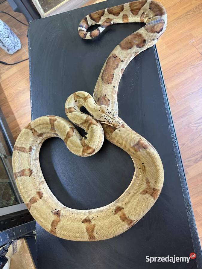 Boa cesarskiBoa imperator Nie Boa dusiciel sprzedam