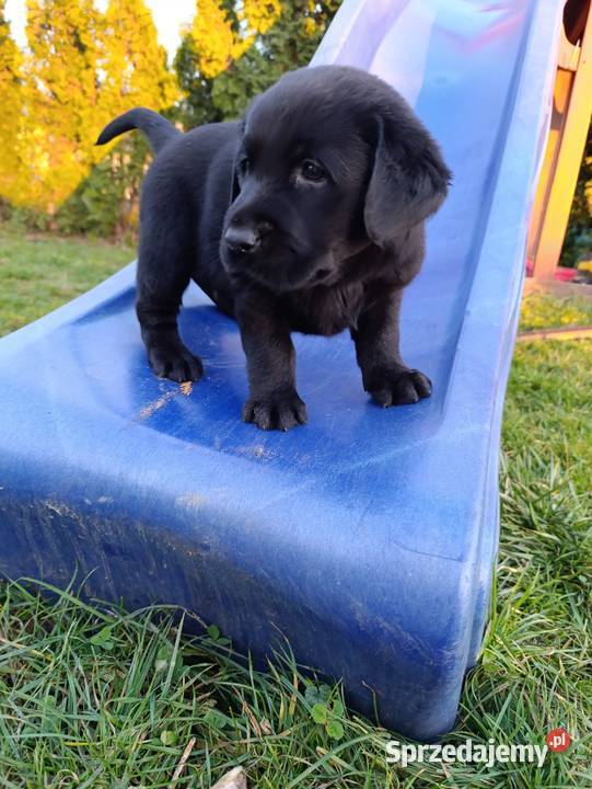 Pieski i suczki Labradora Retriever czarnego Tarnów sprzedam