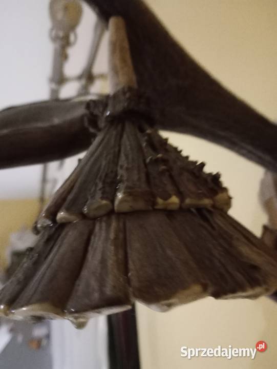 Poroże jelenia Pelagia