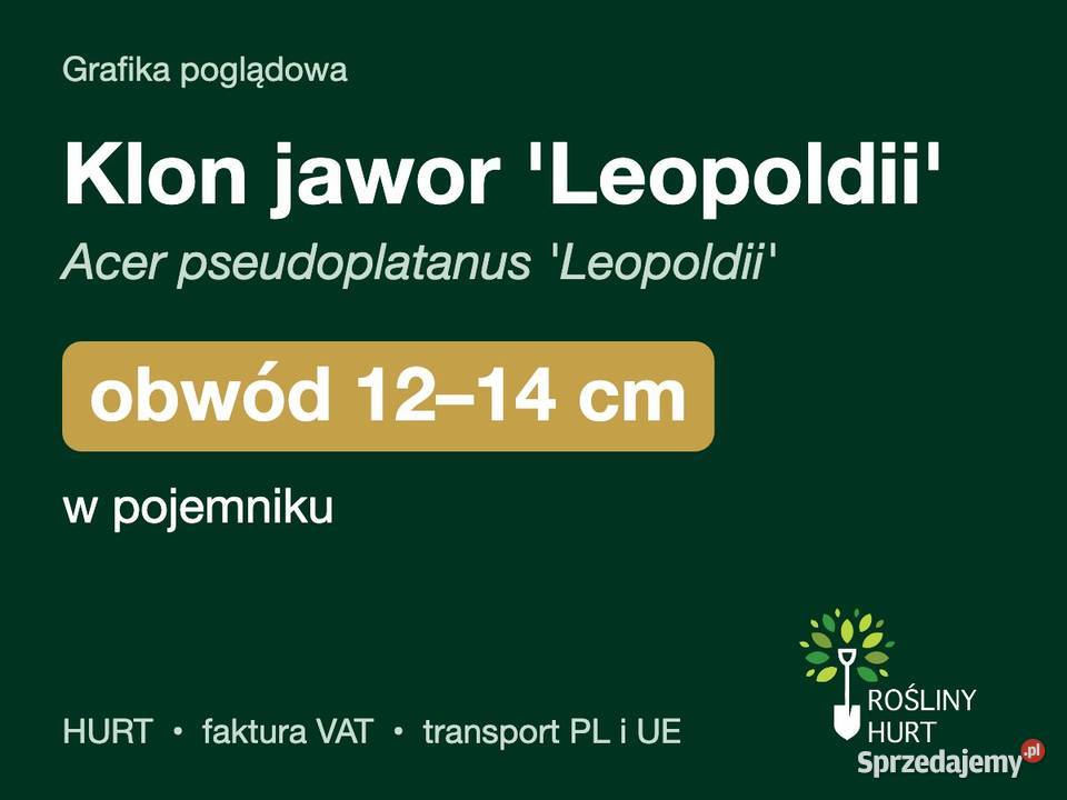 Klon jawor Leopoldii obwód 1214 w pojemniku HURT