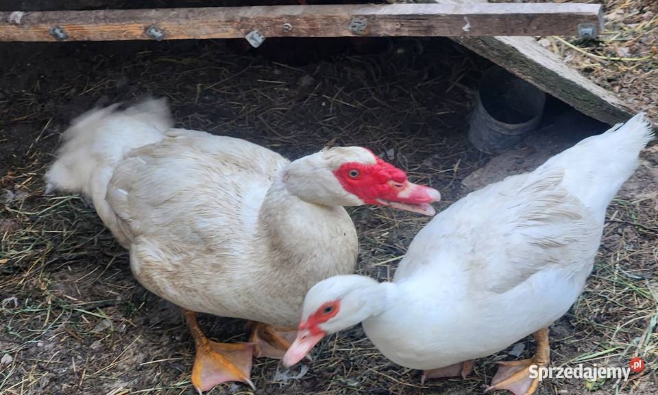 Sprzedam kaczki piżmowesamiecsamica Kielce