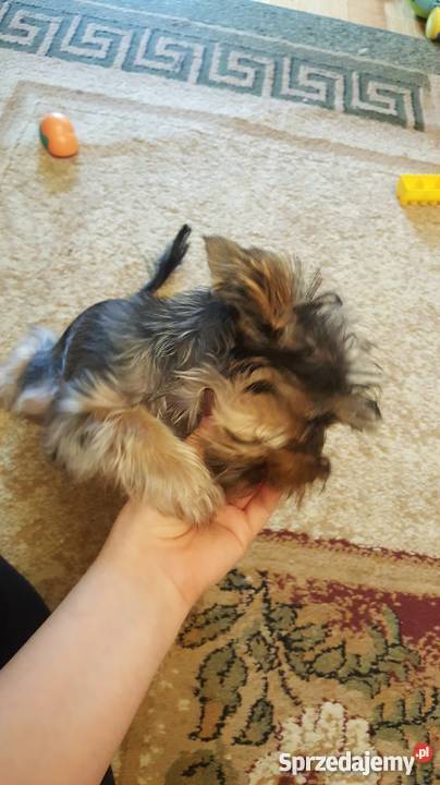 SPRZEDAM YORKA 4 MIESIĘCZNEGO
