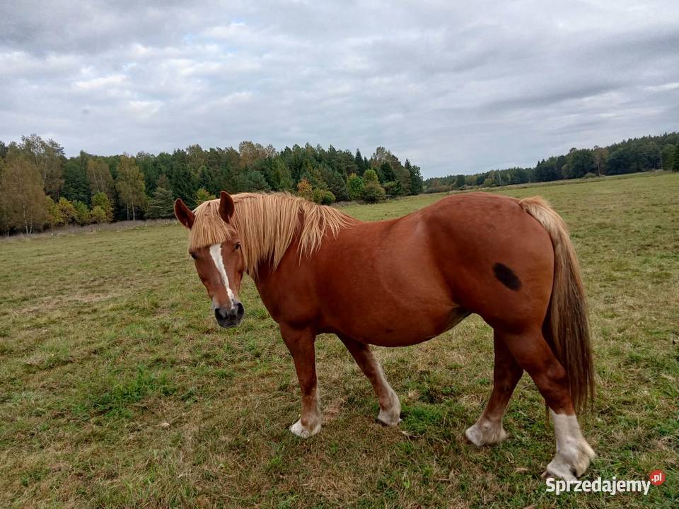 Sprzedam dwie klacze kasztanki Janowo
