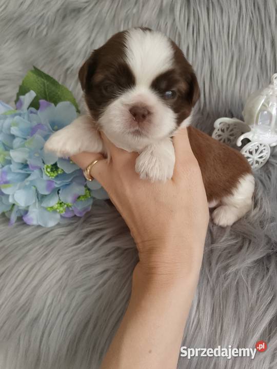 Śliczny biało czekoladowy piesek rasy ShihTzu wielkopolskie Kępno
