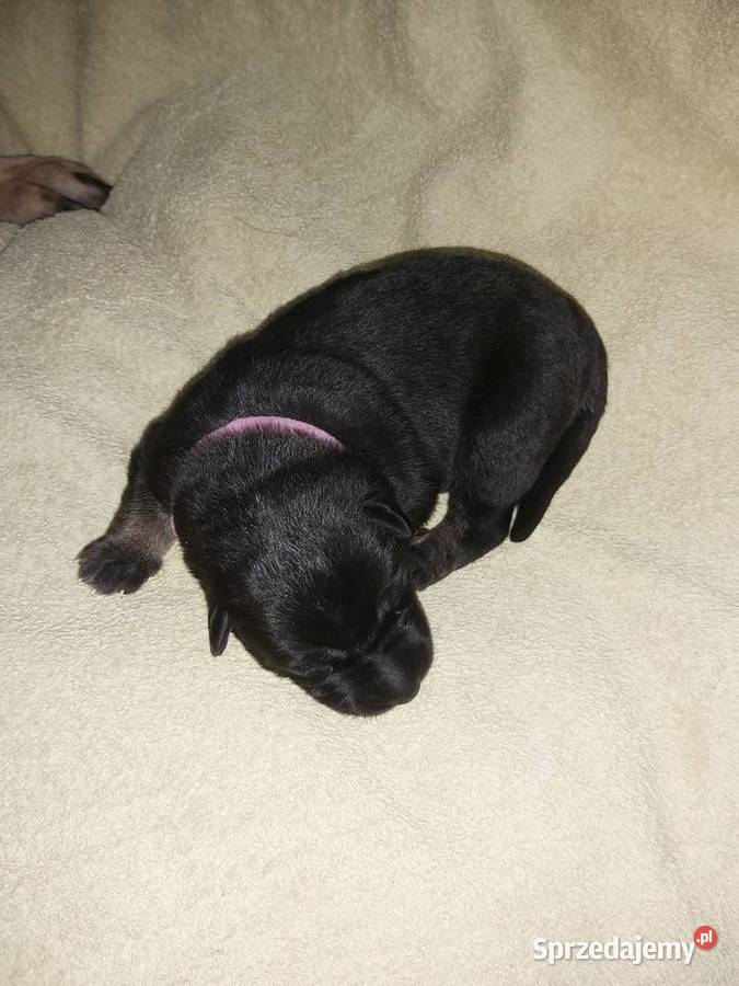 Owczarek niemiecki szczenięta pomorskie Wojtal