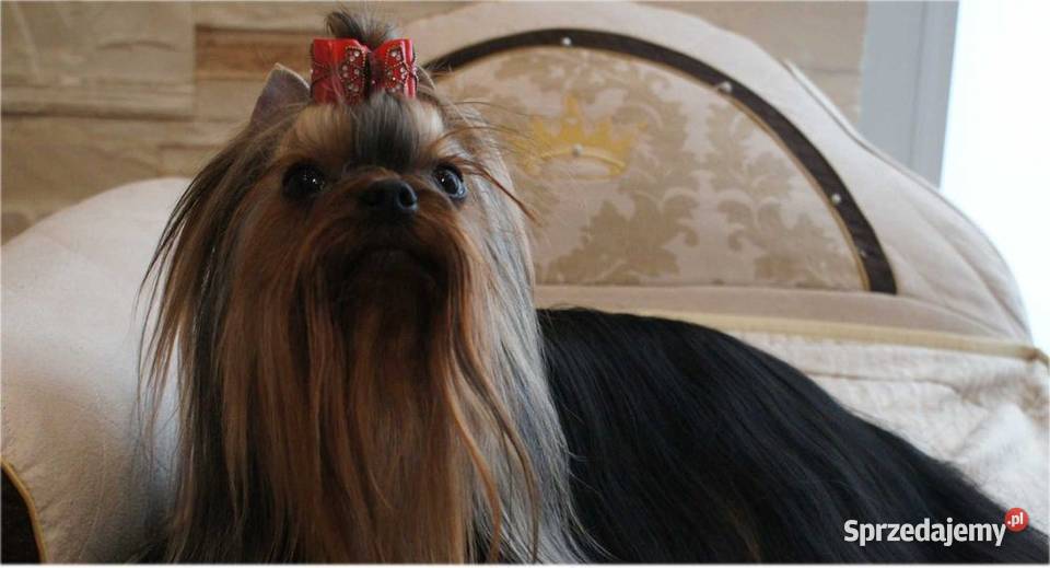 York szczeniaki rodowodowe Championach Wrocław