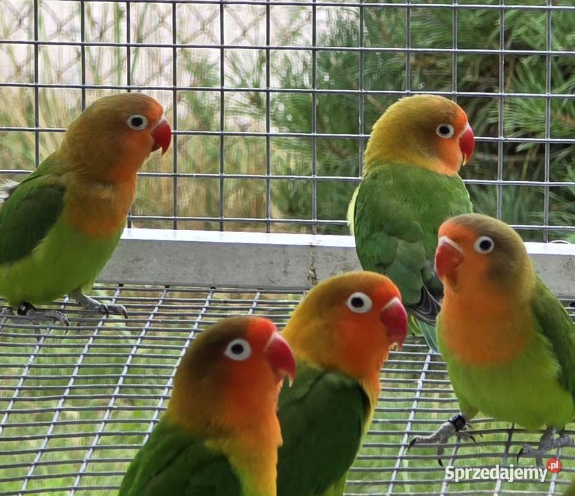 Nierozłączki Fischer młode do oswojenia I Łódź sprzedam