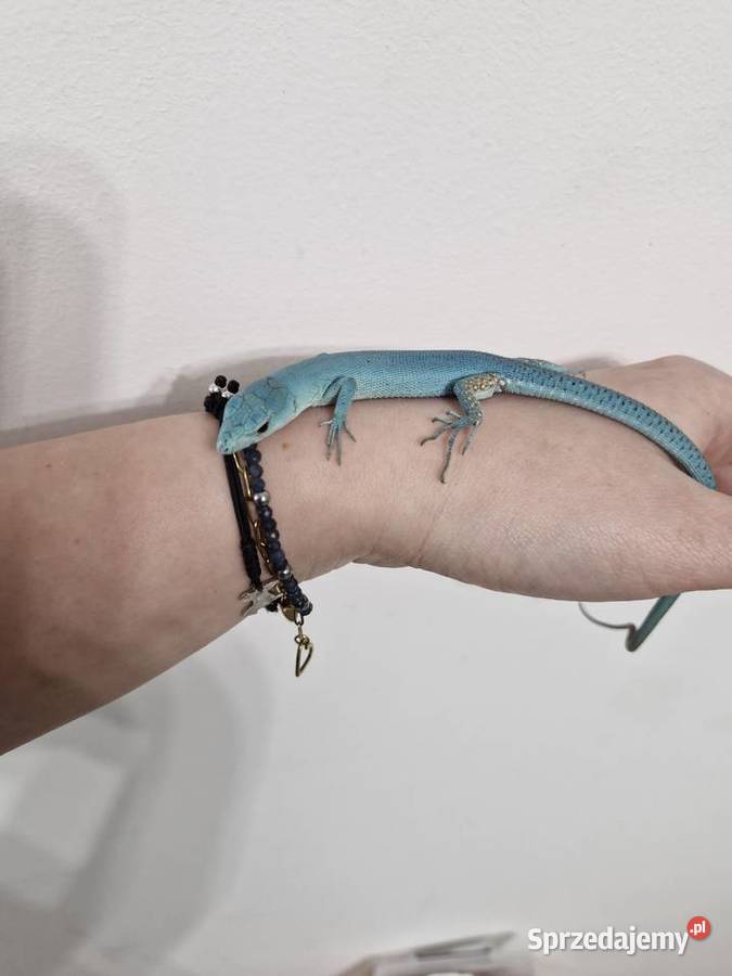 Gastropholis Prasina Blue Niebieskie dolnośląskie Oława