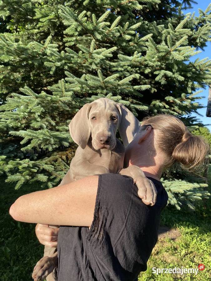 Wyżeł weimarski FCI suczka Gołcza