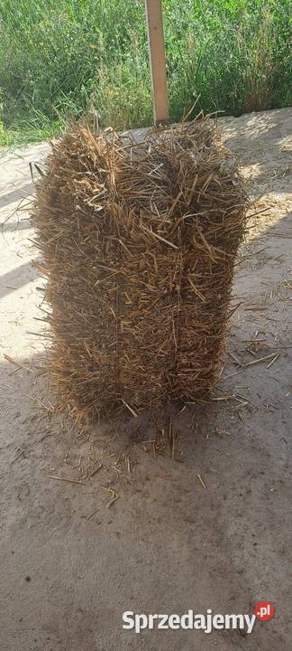 Sloma owsiana i zytnia Łapino Kartuskie