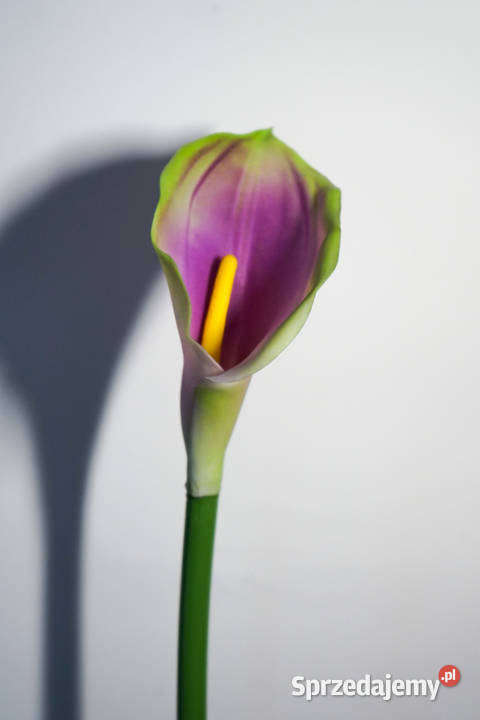 Kalia w kolorze fioletowo zielonym