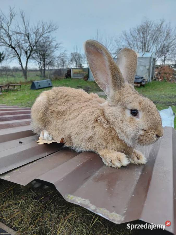 Sprzedam 5 samców Piętno
