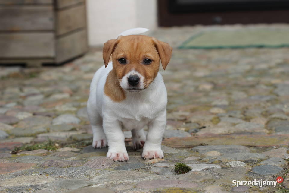 Piesek Jack Russell Terrier Delastowice