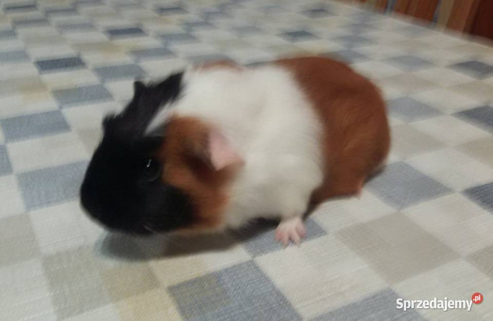 Świnki morskie młode samce zachodniopomorskie Brzeziny