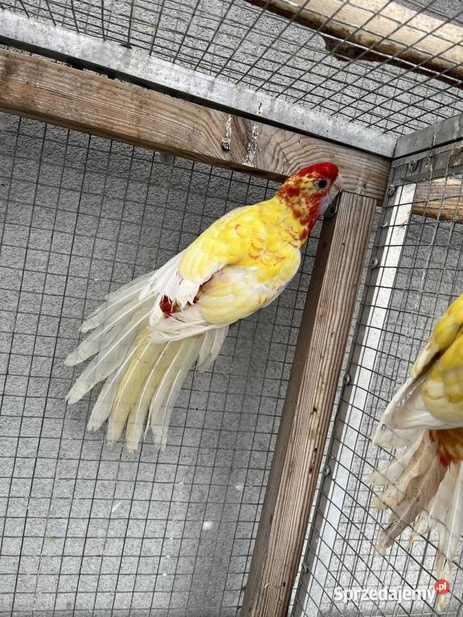 Rozelle królewskie para złotych pasteli Sośnicowice