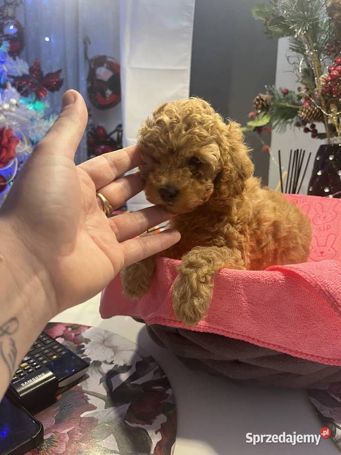 Pudel miniatura samiec